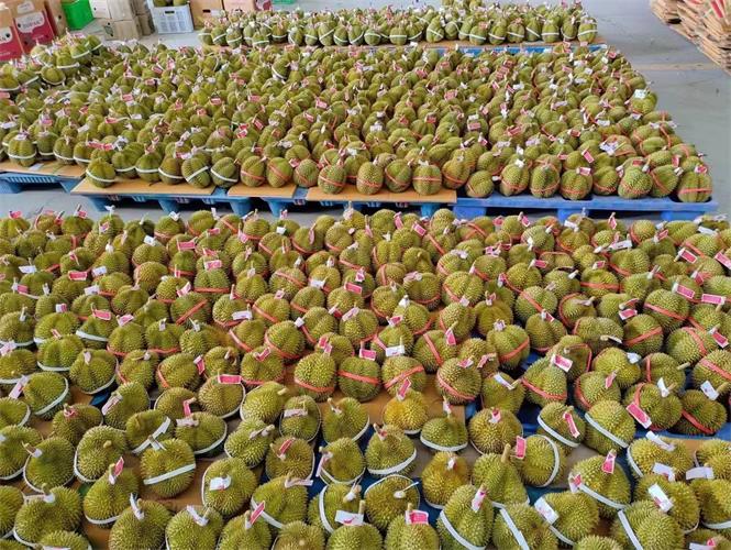 榴蓮.jpg 榴蓮.jpg