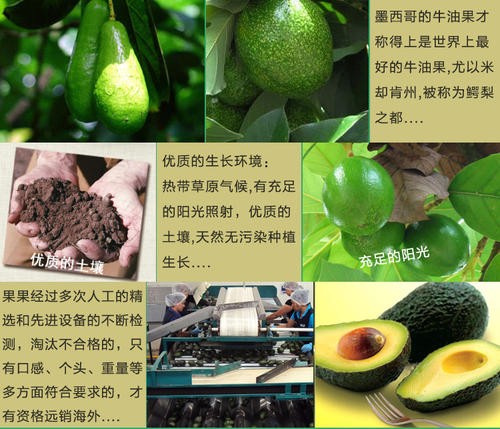 秘魯牛油果蛇口港進(jìn)口清關(guān)申報(bào)需要哪些資料
